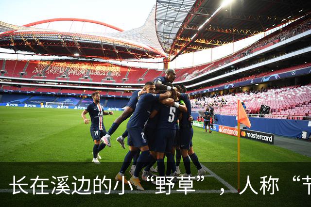 长在溪边的小“野草”，人称“节节草”，农民拔了扔，现20元一盆